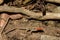 Rosebelly Lizard on Tortuga Island in Costa Rica.