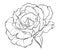 Rosebud. A beautiful opened flower. Illustration sketch in black and white in a linear style for the design of postcards