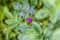 Rosebud on a blurred background. Beautiful flowers of young rosehip. Closed flower.