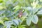 Rosebud on a blurred background. Beautiful flowers of young rosehip. Closed flower.