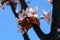 Rosebud Cherry Tree Flowers in a Closeup