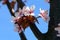 Rosebud Cherry Tree Flowers in a Closeup