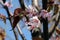 Rosebud Cherry Tree Flowers in a Closeup