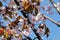 Rosebud Cherry Tree Flowers in a Closeup