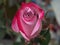 Rosebud close-up. The petals are red, pink and white