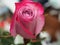 Rosebud close-up. The petals are red, pink and white