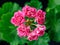 Rosebud pelargonium Australian pink or Swanland Pink pink double petal flowers.