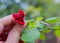 Rosebud red roses