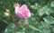 Rosebuds garden pink on a background of dark green foliage. Delicate flower of a budding rose