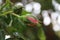 Rosebuds are surrounded by green leaves. Macro photography. Fragrant flowers.