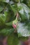 Rosebuds are surrounded by green leaves. Pink blossom.