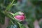 Rosebuds are surrounded by green leaves. Pink blossom in the garden.