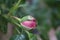 Rosebuds are surrounded by green leaves. Pink rose in the garden.