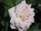 rosebush plant in the garden with a white rose with shade of pink and green leaves.