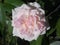 rosebush plant in the garden with a white rose with shades of pink and green leaves.