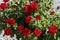 Rosebush with red roses