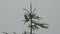 Rosefinch Bird Sitting in Coniferous Pine Tree in Rainy Weather