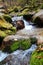 Rosefinch mountain stream