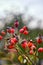 Rosehip in autumn with blurred background. Red fruits in nature