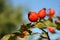 Rosehip berries on a beautiful background
