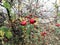 Rosehip berries. Bright and red berries hang on a foggy background.