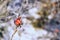 Rosehip berries covered with hoarfrost