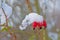 Rosehip berries covered in snow