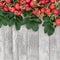 Rosehip Berry Fruit Background Border