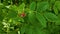 Rosehip blooms in on a tree branch, pink spring rose flower