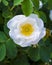 Rosehip branch. Flowers of dog-rose
