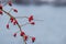 Rosehip branch with red berries on river background