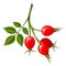 Rosehip branch. Vector illustration.