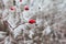 Rosehip branches covered with hoarfrost