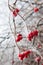 Rosehip branches covered with hoarfrost.