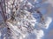 Rosehip branches with red fruits in the sun on the snow in winter, Russia, Pskov