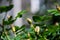 Rosehip buds closed among green leaves close up