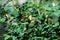 Rosehip buds closed among green leaves close up