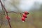 Rosehip buds on twigs wit rain drops, selective focus