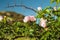 Rosehip bush blooming beautiful gently big pink flowers and green leaves against a blue sky