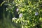 Rosehip bush with blossoms close up