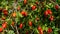 Rosehip bush with fruits