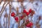 Rosehip bushes with bright red berries with white snow caps on a sunny day