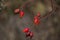 rosehip bushes close-up on a foggy