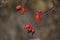 rosehip bushes close-up on a foggy