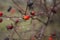 rosehip bushes close-up on a foggy