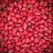 Rosehip bushes. Healthy fresh red autumn fruits from nature