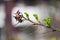 Rosehip bushes in spring, Fresh green leaves on a thorny briar branch or dry twig on a gray blurred background, a few dried last