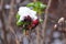 Rosehip bushes in spring with snow,Fresh green leaves on a thorny briar branch or dry twig on a gray blurred background, a few