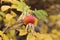 Rosehip close-up on a Bush in autumn