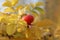 Rosehip close-up on a Bush in autumn